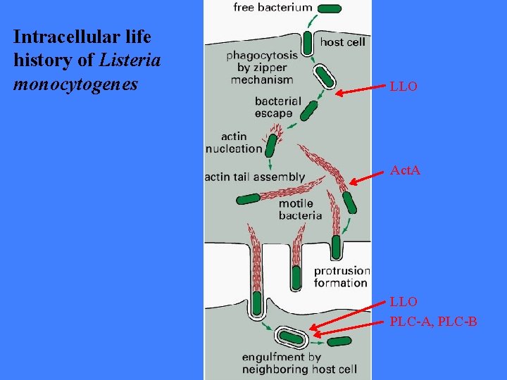 Intracellular life history of Listeria monocytogenes LLO Act. A LLO PLC-A, PLC-B 