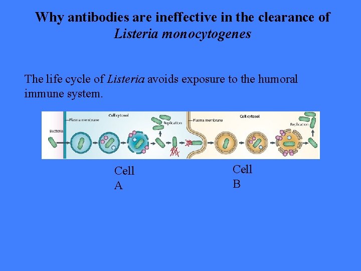 Why antibodies are ineffective in the clearance of Listeria monocytogenes The life cycle of