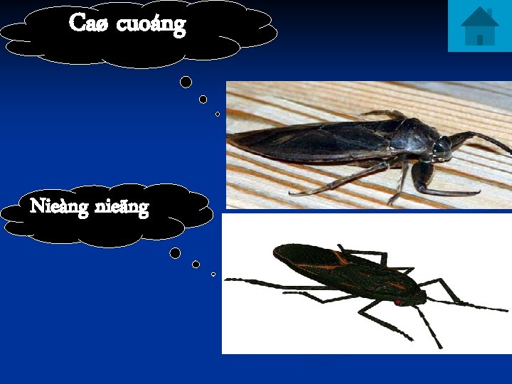 Caø cuoáng Nieàng nieãng 