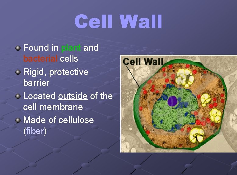 Cell Wall Found in plant and bacterial cells Rigid, protective barrier Located outside of