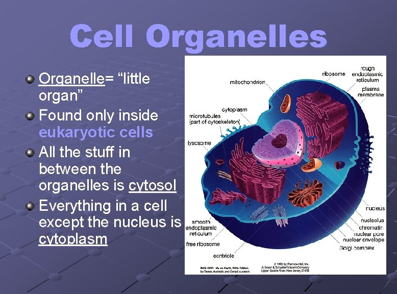 Cell Organelles Organelle= “little organ” Found only inside eukaryotic cells All the stuff in