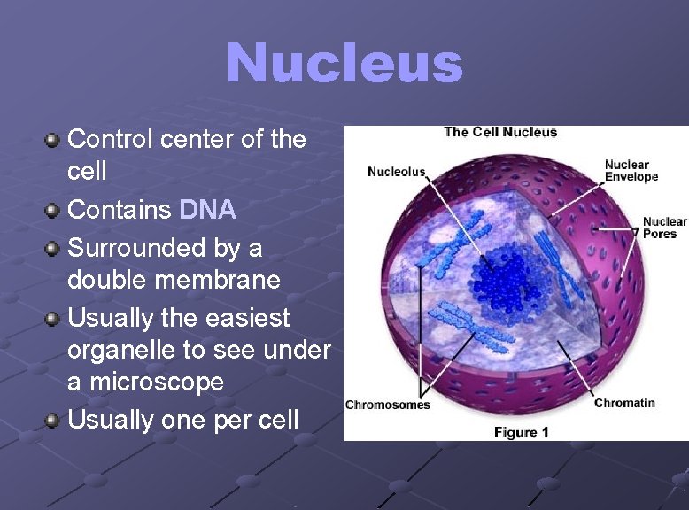 Nucleus Control center of the cell Contains DNA Surrounded by a double membrane Usually