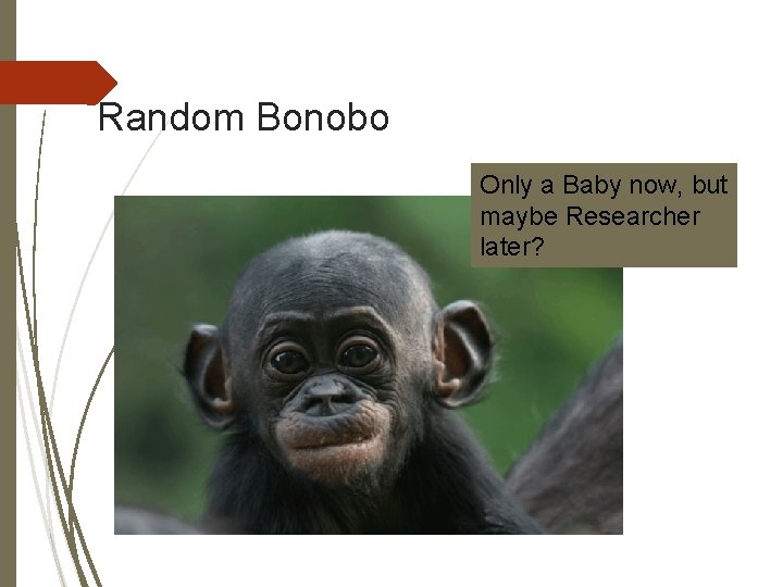 Random Bonobo Only a Baby now, but maybe Researcher later? 