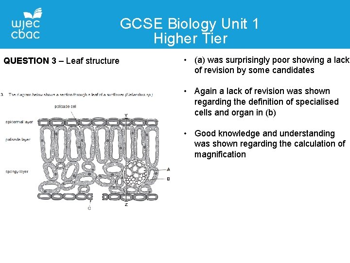 GCSE Biology Unit 1 Higher Tier Contact Details QUESTION 3 – Leaf structure Liane