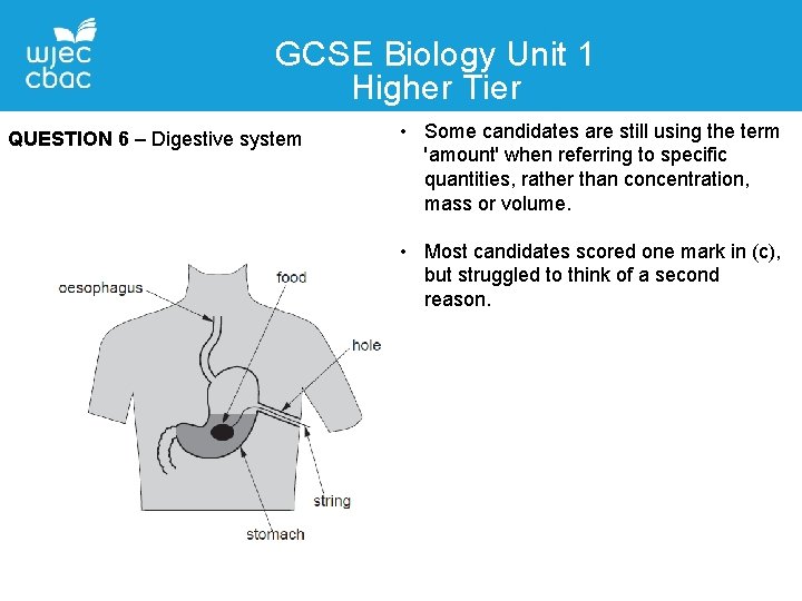 GCSE Biology Unit 1 Higher Tier QUESTION 6 – Digestive system • Some candidates