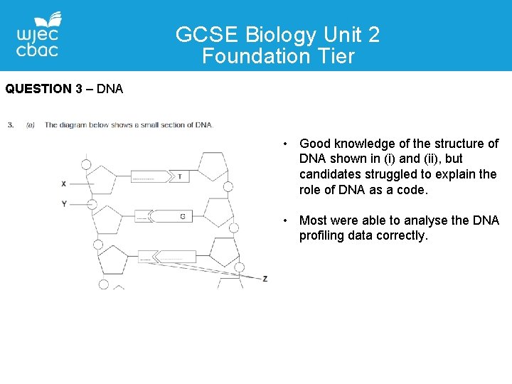 GCSE Biology Unit 2 Foundation Tier QUESTION 3 – DNA • Good knowledge of