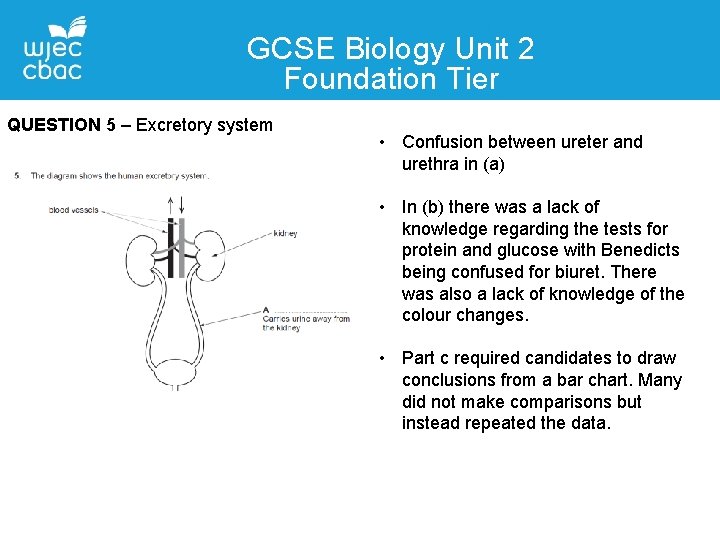 GCSE Biology Unit 2 Foundation Tier QUESTION 5 – Excretory system • Confusion between