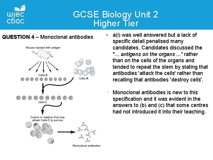 GCSE Biology Unit 2 Higher Tier QUESTION 4 – Monoclonal antibodies • a(i) was