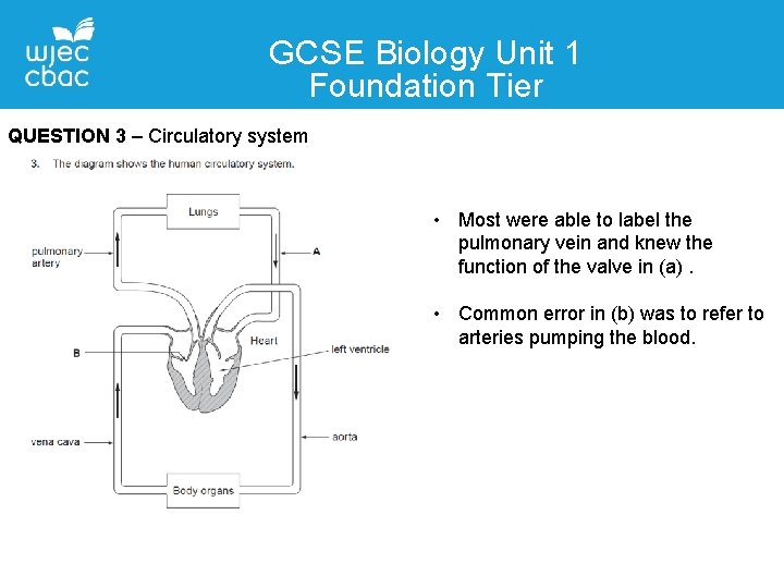 GCSE Biology Unit 1 Foundation Tier QUESTION 3 – Circulatory system • Most were