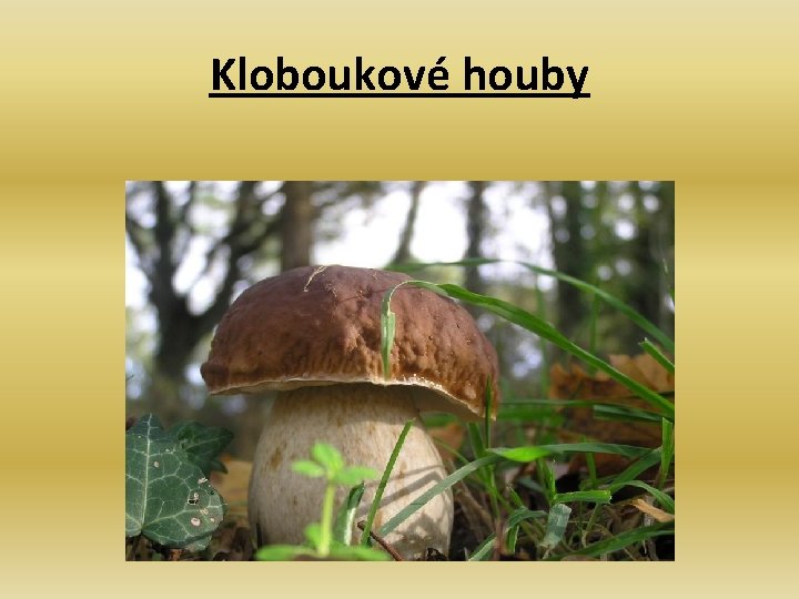 Kloboukové houby 