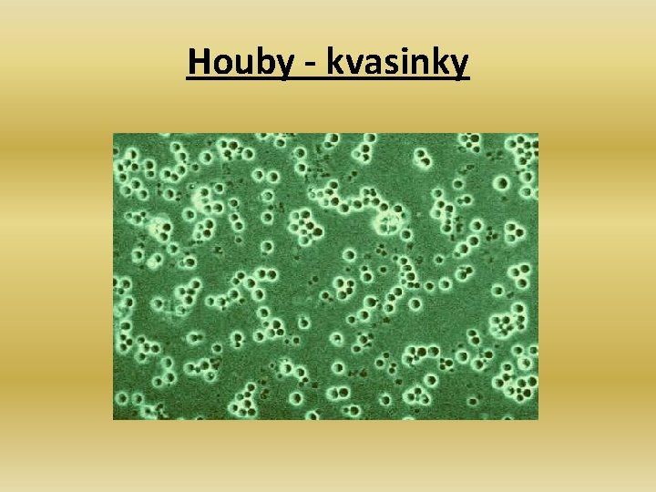 Houby - kvasinky 