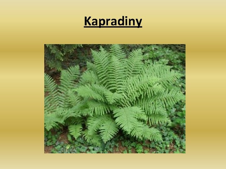 Kapradiny 