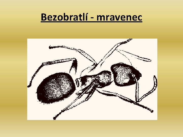 Bezobratlí - mravenec 