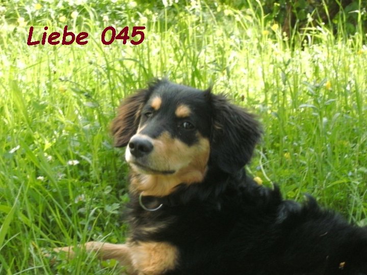 Liebe 045 