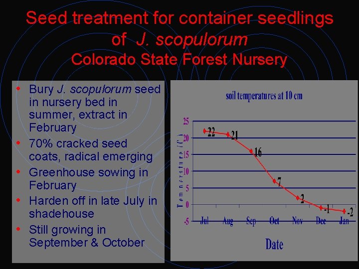 Seed treatment for container seedlings of J. scopulorum Colorado State Forest Nursery • Bury