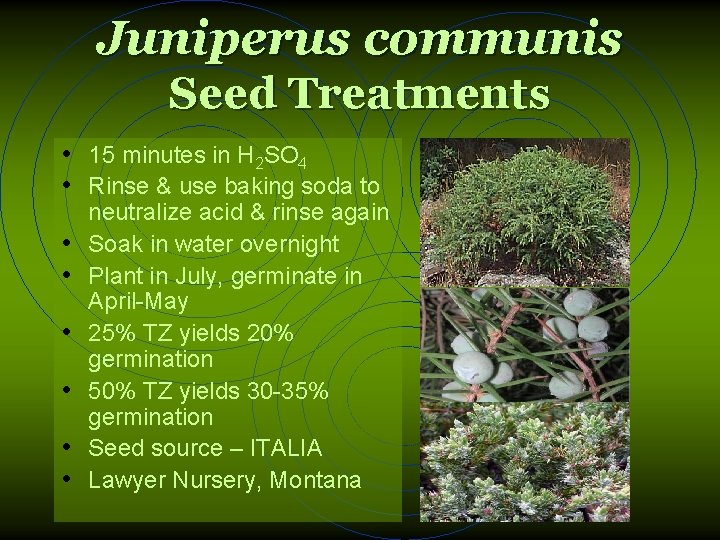 Juniperus communis Seed Treatments • 15 minutes in H 2 SO 4 • Rinse