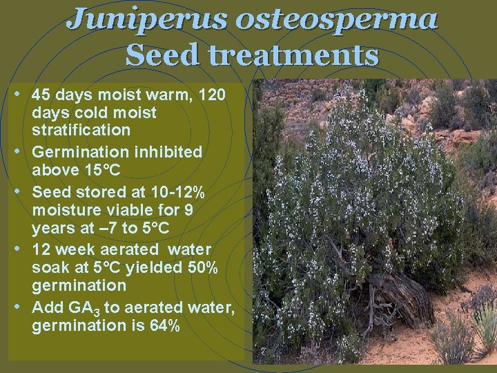 Juniperus osteosperma Seed treatments • 45 days moist warm, 120 • • days cold