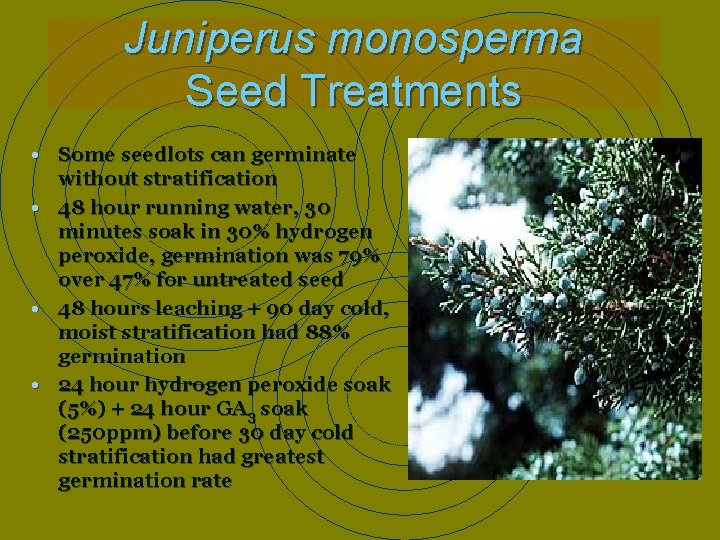 Juniperus monosperma Seed Treatments • Some seedlots can germinate • • • without stratification