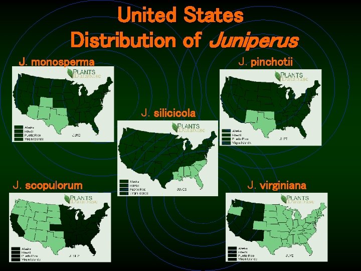 United States Distribution of Juniperus J. monosperma J. pinchotii J. silicicola J. scopulorum J.