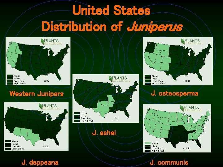 United States Distribution of Juniperus J. osteosperma Western Junipers J. ashei J. deppeana J.