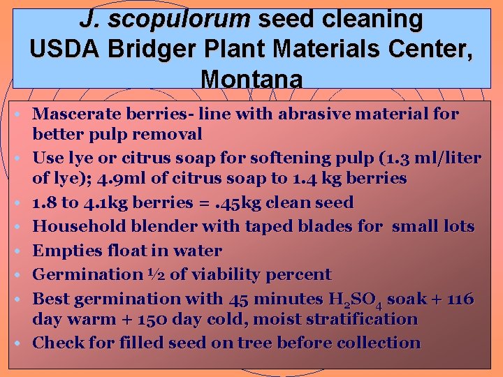 J. scopulorum seed cleaning USDA Bridger Plant Materials Center, Montana • Mascerate berries- line