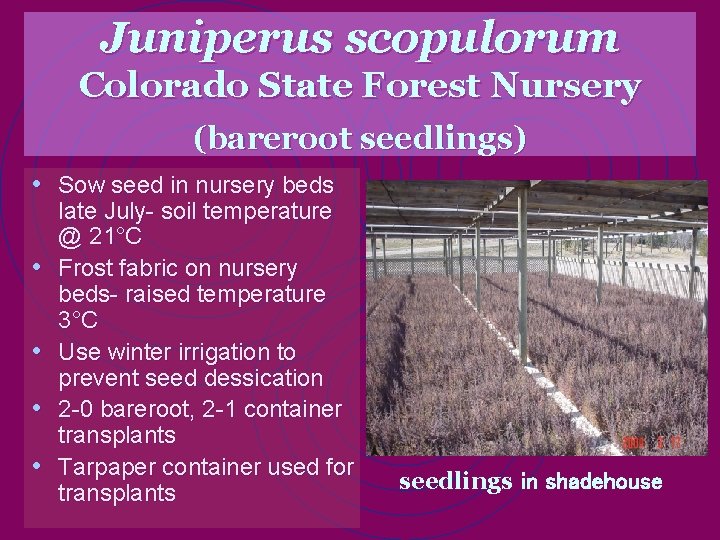 Juniperus scopulorum Colorado State Forest Nursery (bareroot seedlings) • Sow seed in nursery beds