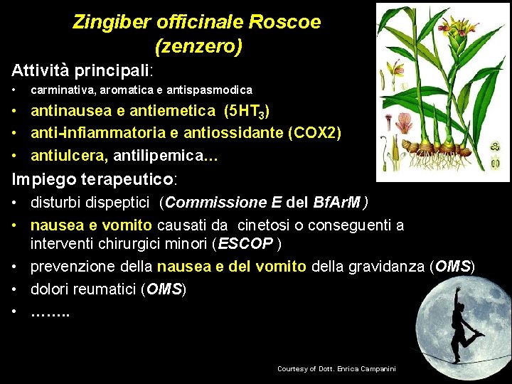  Zingiber officinale Roscoe (zenzero) Attività principali: • carminativa, aromatica e antispasmodica • antinausea