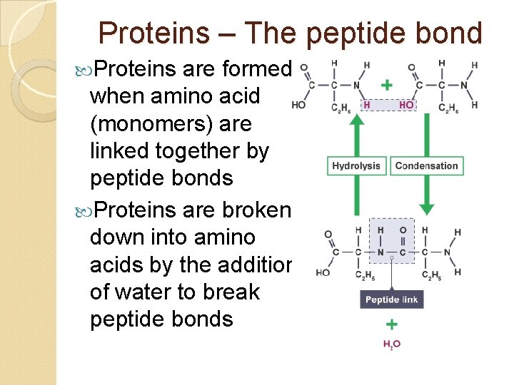 Proteins – The peptide bond Proteins are formed when amino acid (monomers) are linked