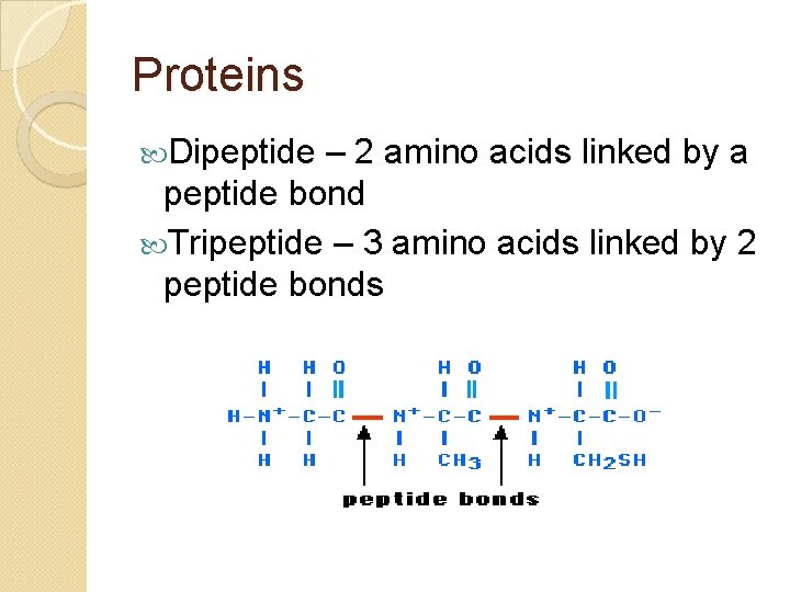 Proteins Dipeptide – 2 amino acids linked by a peptide bond Tripeptide – 3