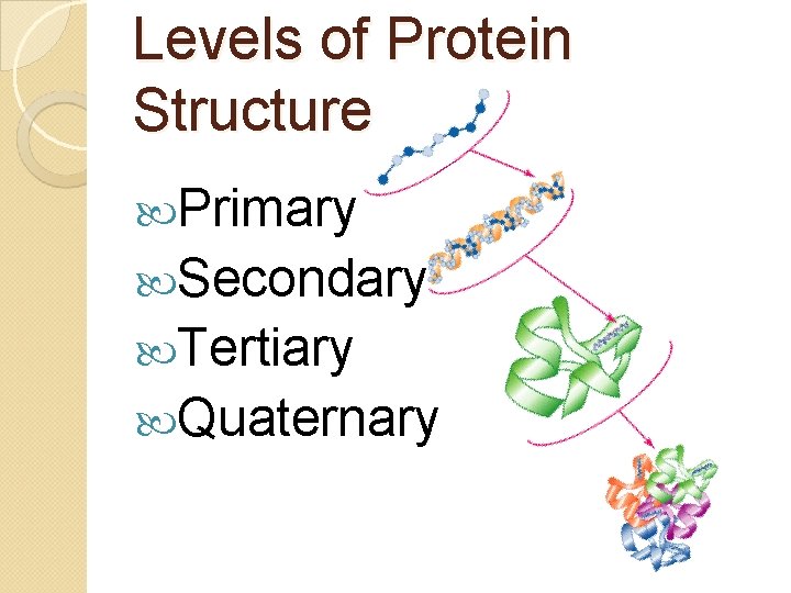 Levels of Protein Structure Primary Secondary Tertiary Quaternary 