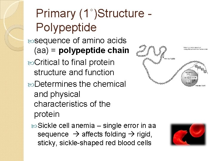 Primary (1˚)Structure - Polypeptide sequence of amino acids (aa) = polypeptide chain Critical to