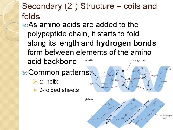 Secondary (2˚) Structure – coils and folds As amino acids are added to the