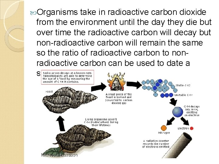  Organisms take in radioactive carbon dioxide from the environment until the day they