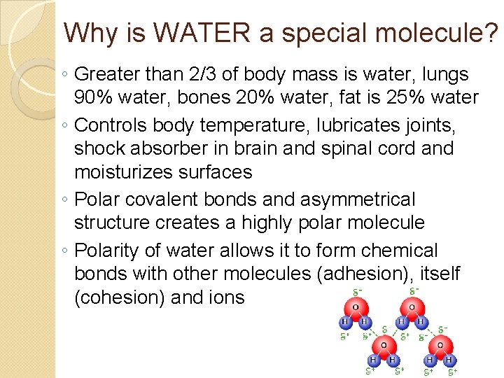Why is WATER a special molecule? ◦ Greater than 2/3 of body mass is