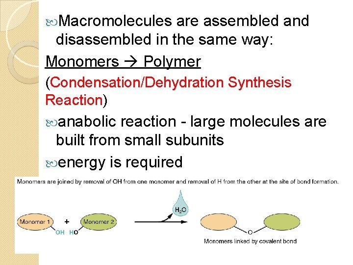  Macromolecules are assembled and disassembled in the same way: Monomers Polymer (Condensation/Dehydration Synthesis