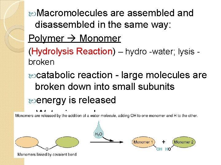  Macromolecules are assembled and disassembled in the same way: Polymer Monomer (Hydrolysis Reaction)