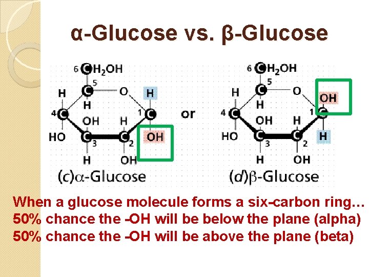 α-Glucose vs. β-Glucose When a glucose molecule forms a six-carbon ring… 50% chance the