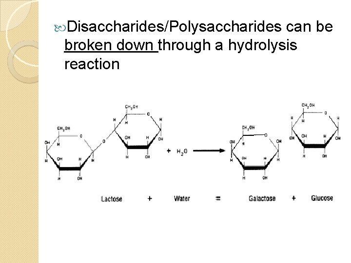  Disaccharides/Polysaccharides can be broken down through a hydrolysis reaction 