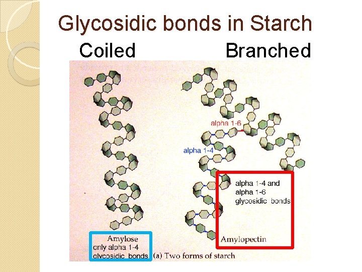 Glycosidic bonds in Starch Coiled Branched 