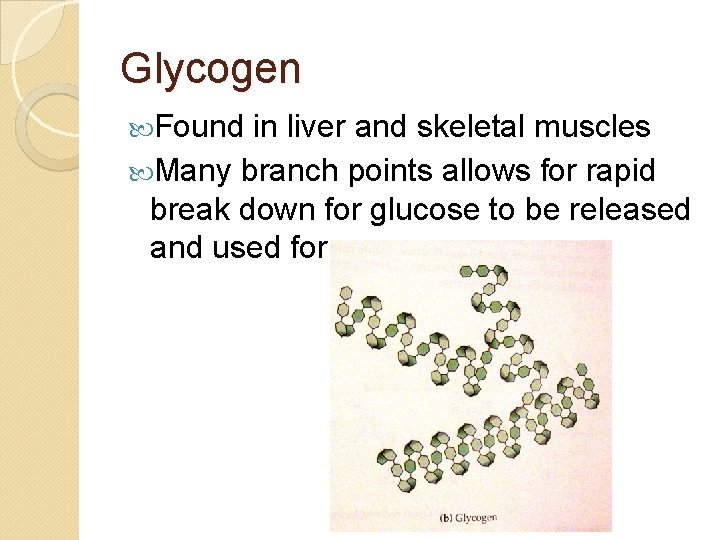 Glycogen Found in liver and skeletal muscles Many branch points allows for rapid break
