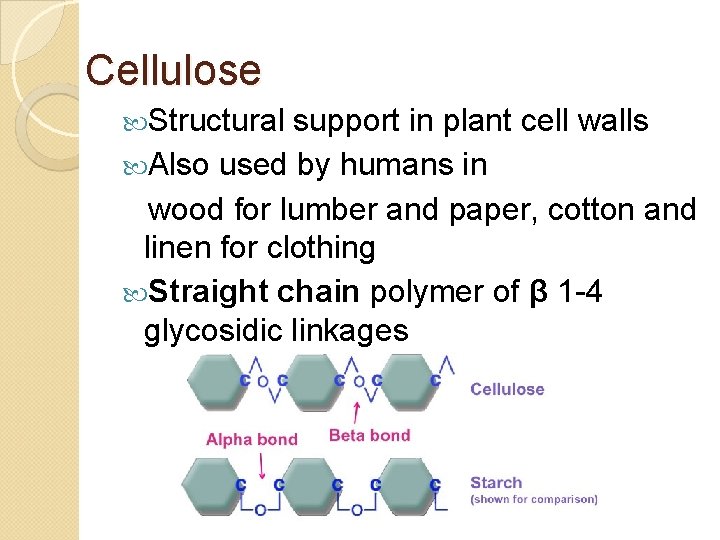 Cellulose Structural support in plant cell walls Also used by humans in wood for