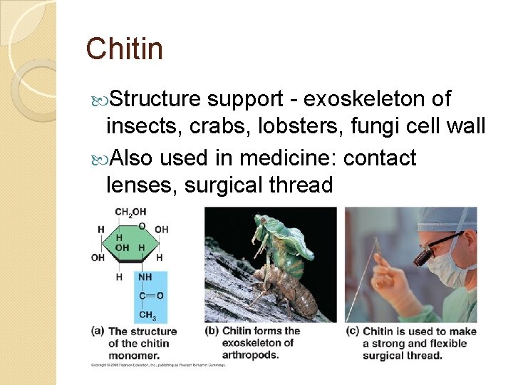 Chitin Structure support - exoskeleton of insects, crabs, lobsters, fungi cell wall Also used