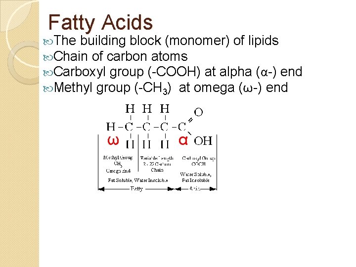 Fatty Acids The building block (monomer) of lipids Chain of carbon atoms Carboxyl group