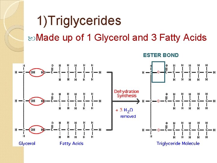 1)Triglycerides Made up of 1 Glycerol and 3 Fatty Acids ESTER BOND 
