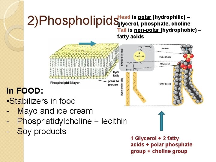 2)Phospholipids Head is polar (hydrophilic) – glycerol, phosphate, choline Tail is non-polar (hydrophobic) –