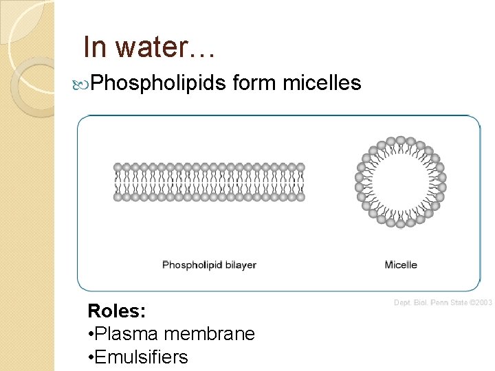 In water… Phospholipids form micelles Roles: • Plasma membrane • Emulsifiers 