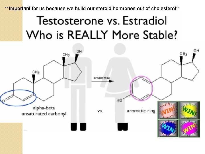 **Important for us because we build our steroid hormones out of cholesterol** 