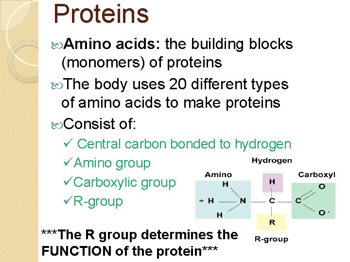 Proteins Amino acids: the building blocks (monomers) of proteins The body uses 20 different