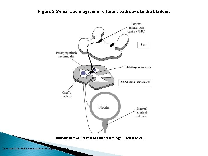 Figure 2 Schematic diagram of efferent pathways to the bladder. Hussain M et al.