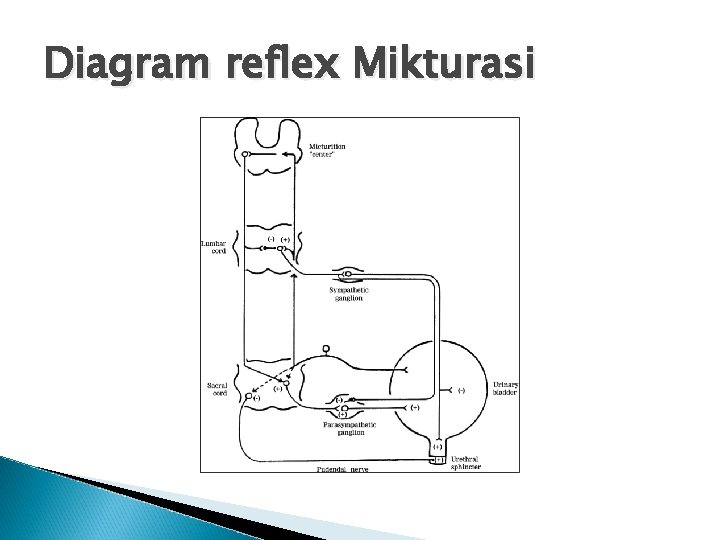 Diagram reflex Mikturasi 